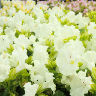 Torenia-Summery Love(White) From Known You Seed (India) (1)